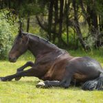 Homöopathie: Behandlung von Koliken beim Pferd- © AdobeStock_470967434
