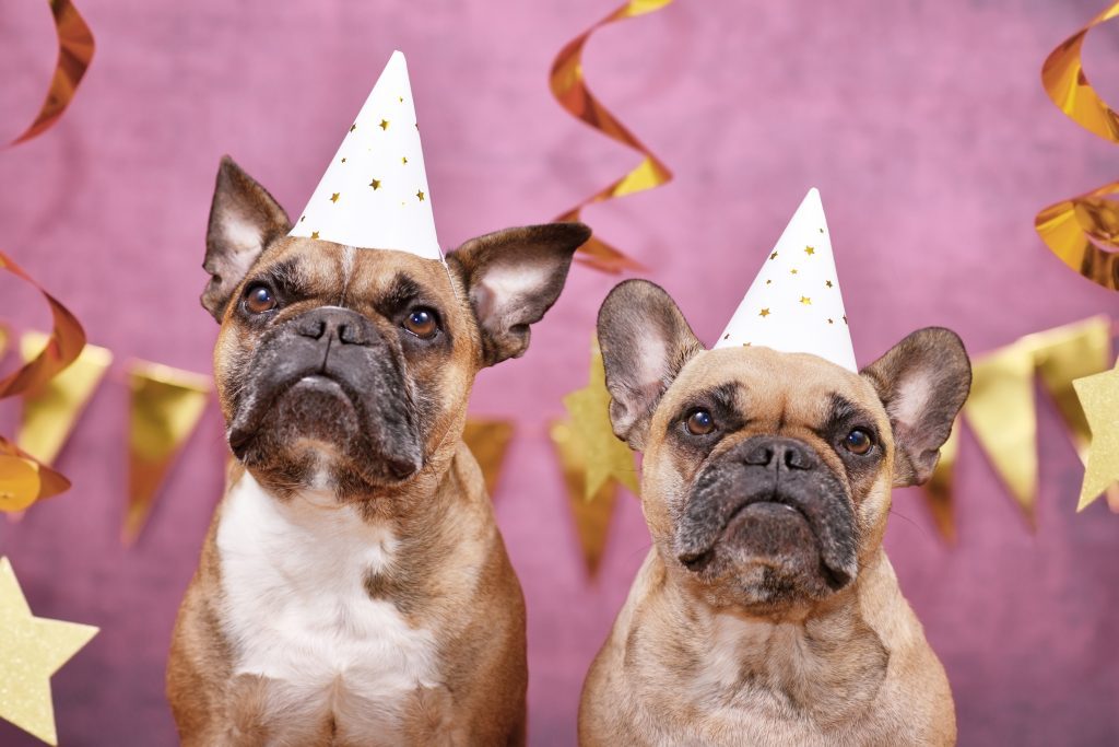 Homöopathie für Tiere für die Silvester - © AdobeStock_475316247