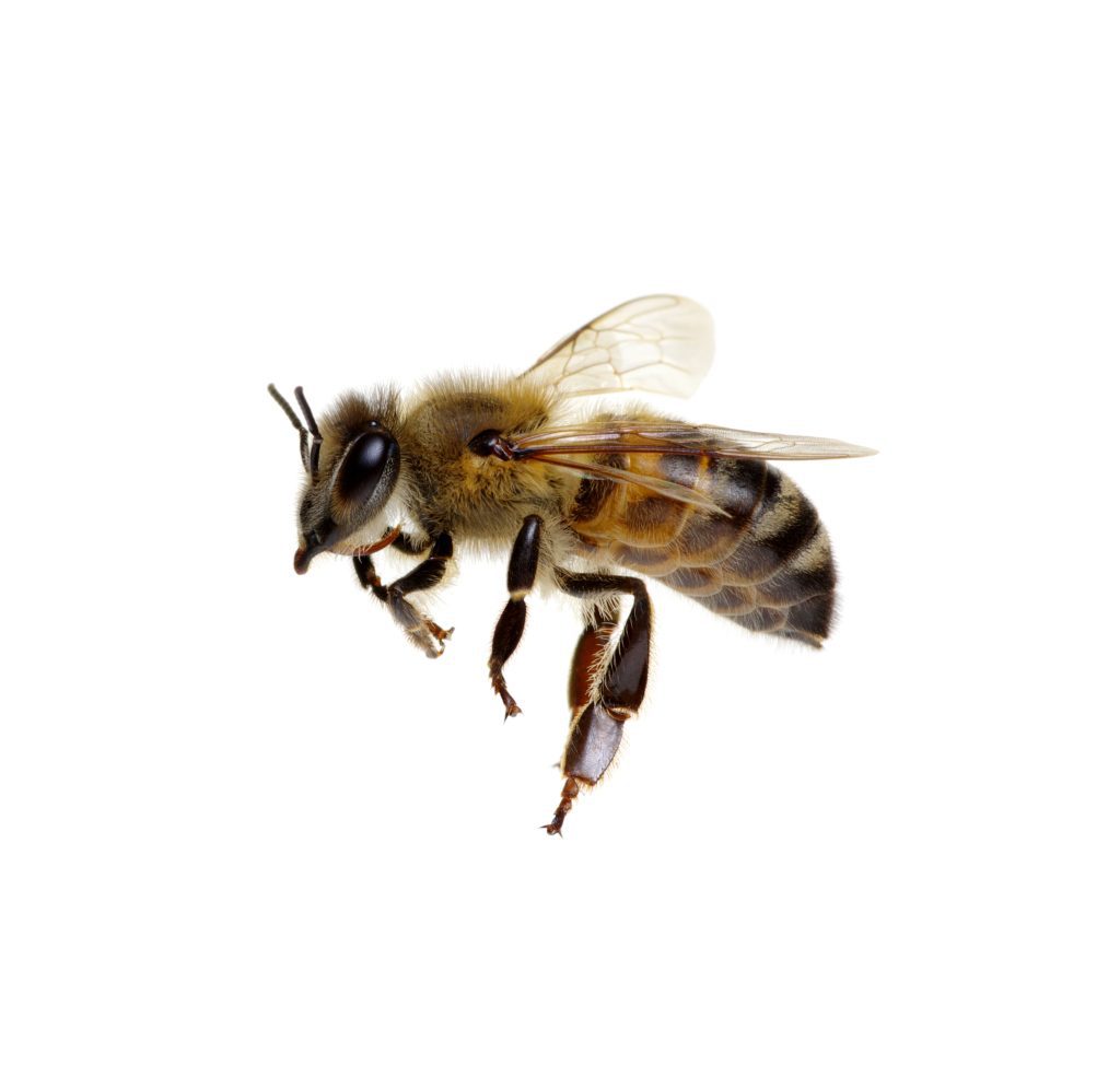 Honigbiene - © Alekss/stock.adobe.com
