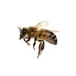 Honigbiene - © AdobeStock_501309350