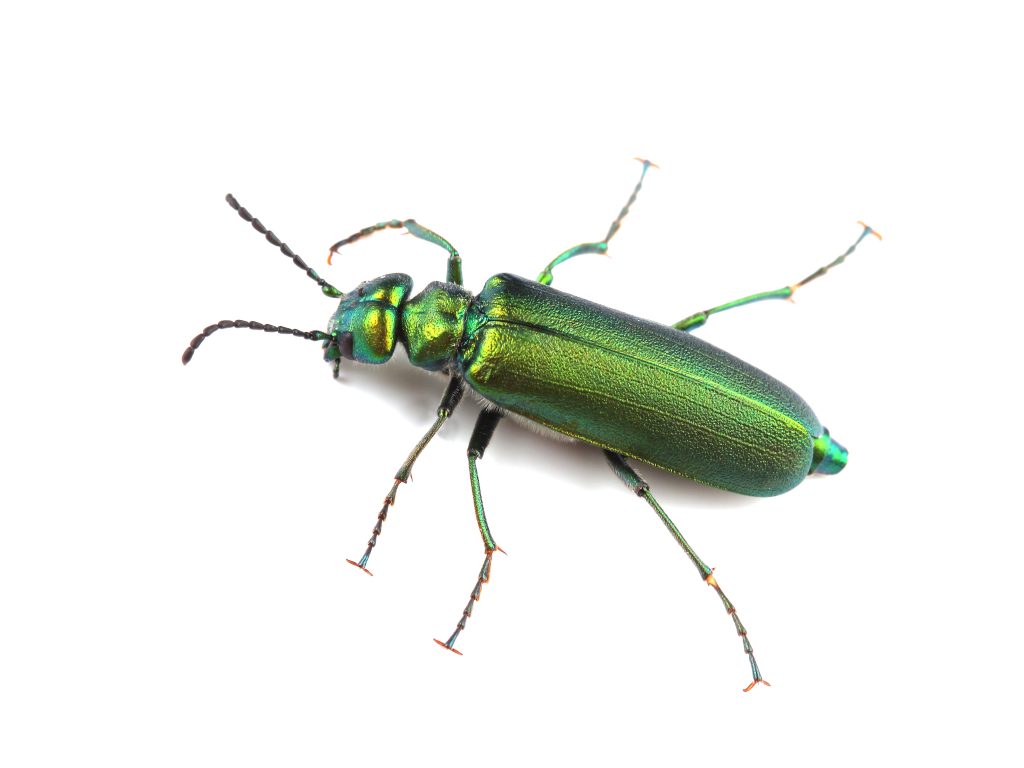 Spanische Fliege Käfer, Lytta vesicatoria - © AdobeStock_157292691