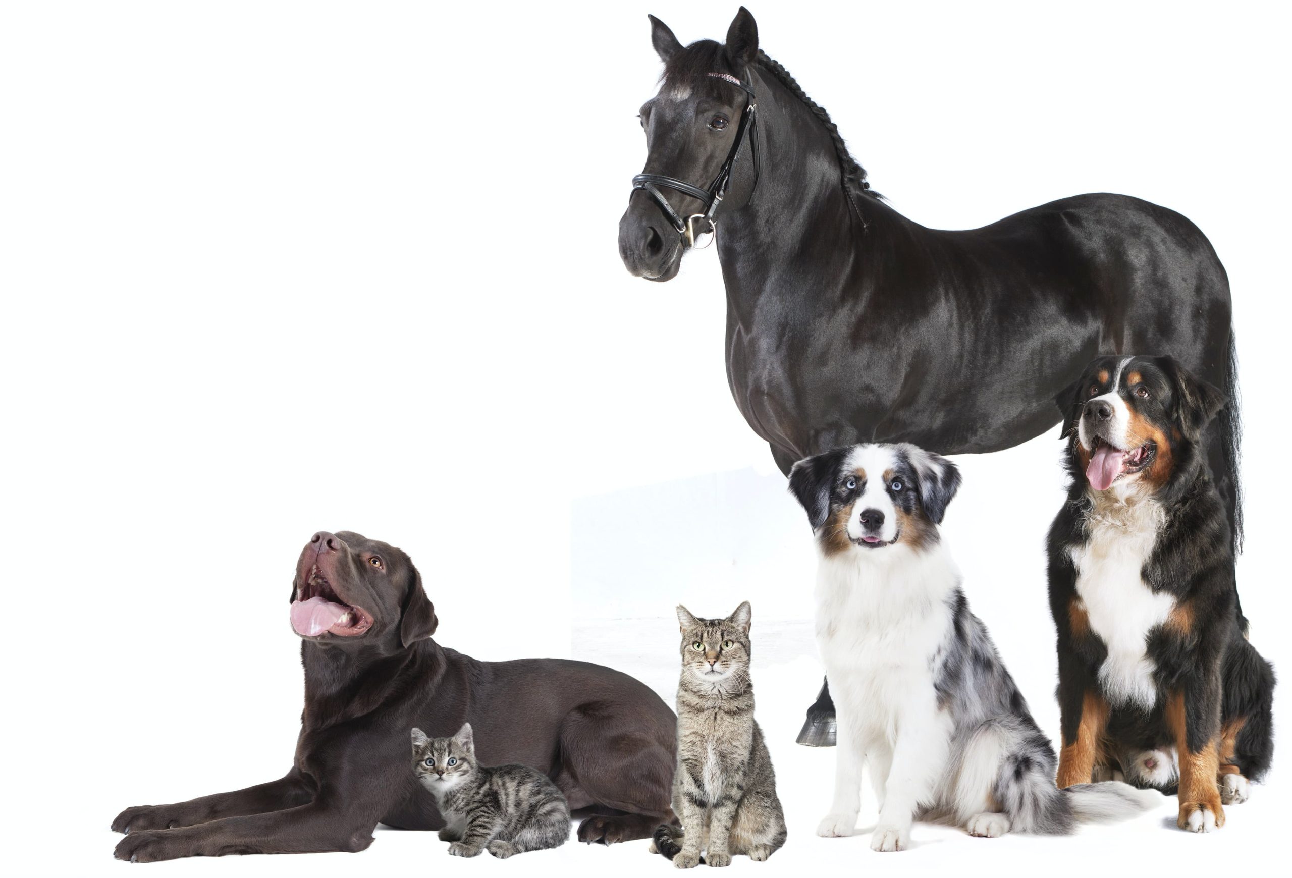 Nierenerkrankungen bei Hund, Katze und Pferd neue Therapieansätze im Fokus